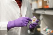A researcher in a lab coat and purple gloves handles a small sample.