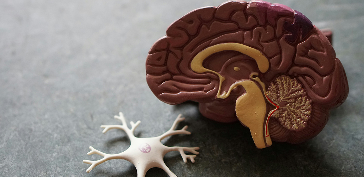 brain model depicting side of a sliced brain