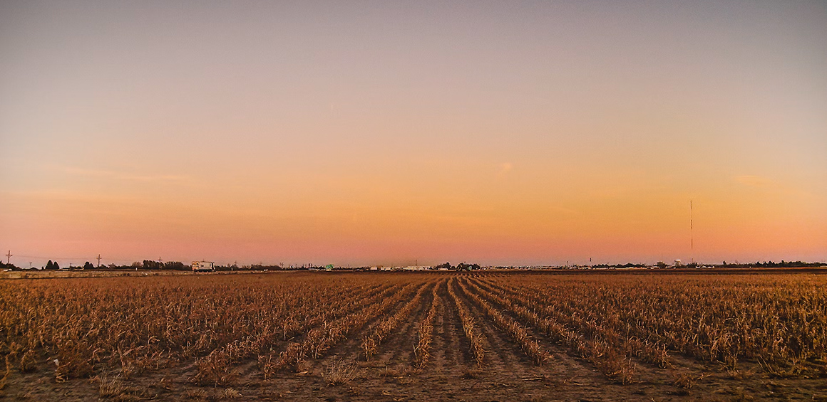 West Texas landscape of a corn field with a warm sunset