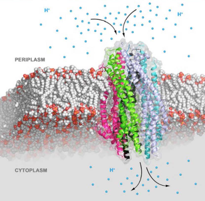 Periplasma and cytoplasma